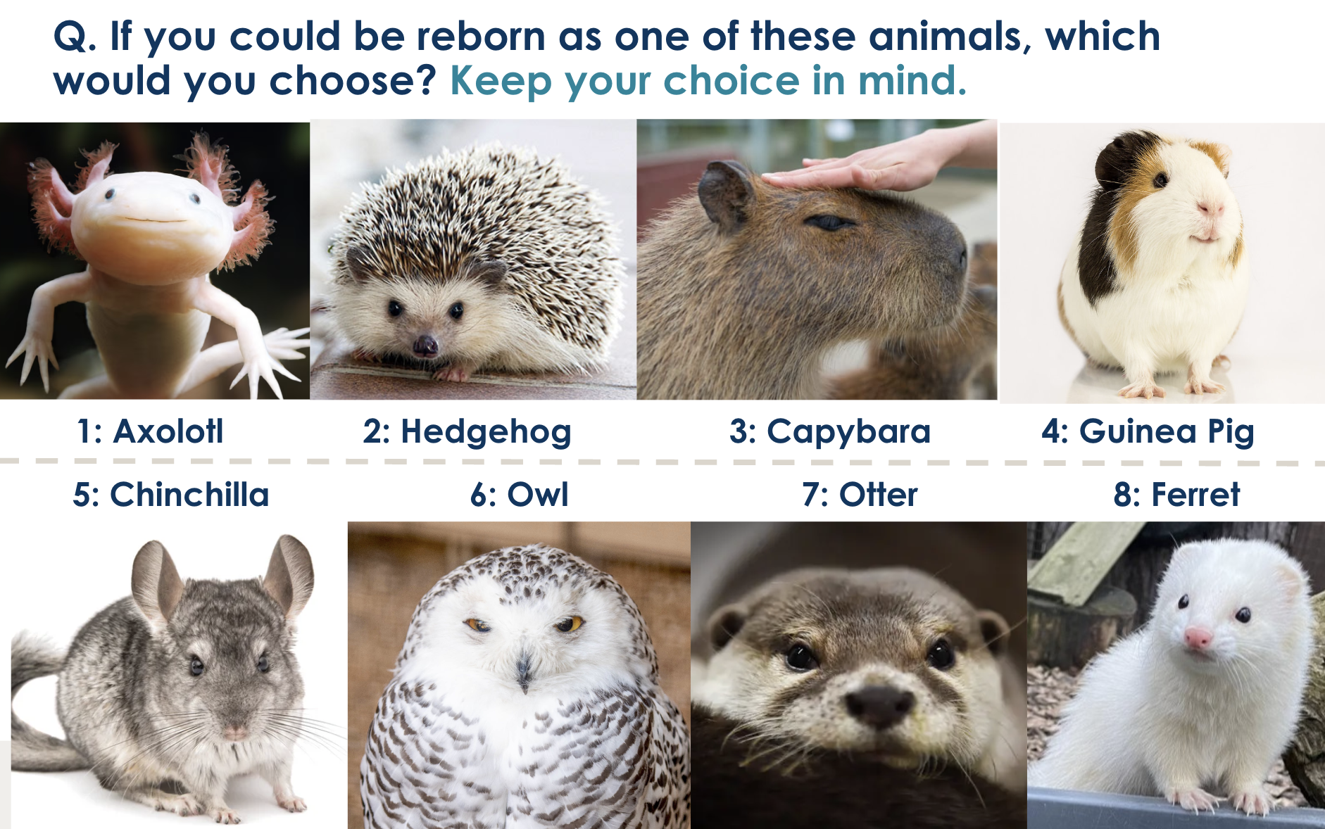 Slide asking: if you could be reborn as one of these animals, which would you choose? Eight photos follow: axolotl, hedgehog, capybara, guinea pig, chinchilla, owl, otter, and ferret